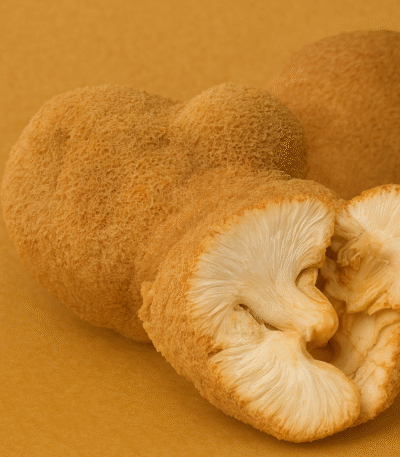 Löwenmähne (Pulver) 100g.