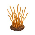 Cordyceps (Cordyceps militaris) ganz 50g.