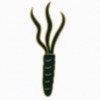 Cordyceps