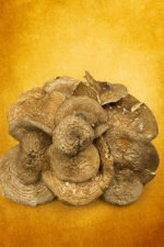 Panther-Pilz – Probepackung (10 Kapseln)