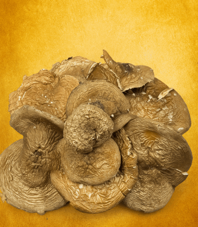 Premium Altai Pantherpilz 50g. Pulver