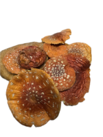 Fliegenpilz (Amanita muscaria) Pulver 100g