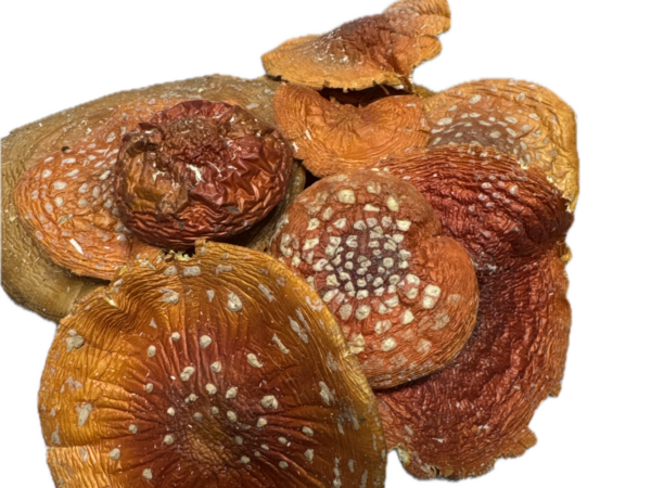 Altai Fliegenpilz Kappen – Premiumqualität 100g. Ernte 2025