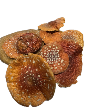 Altai Fliegenpilz Kappen – Premiumqualität 100g. Ernte 2025