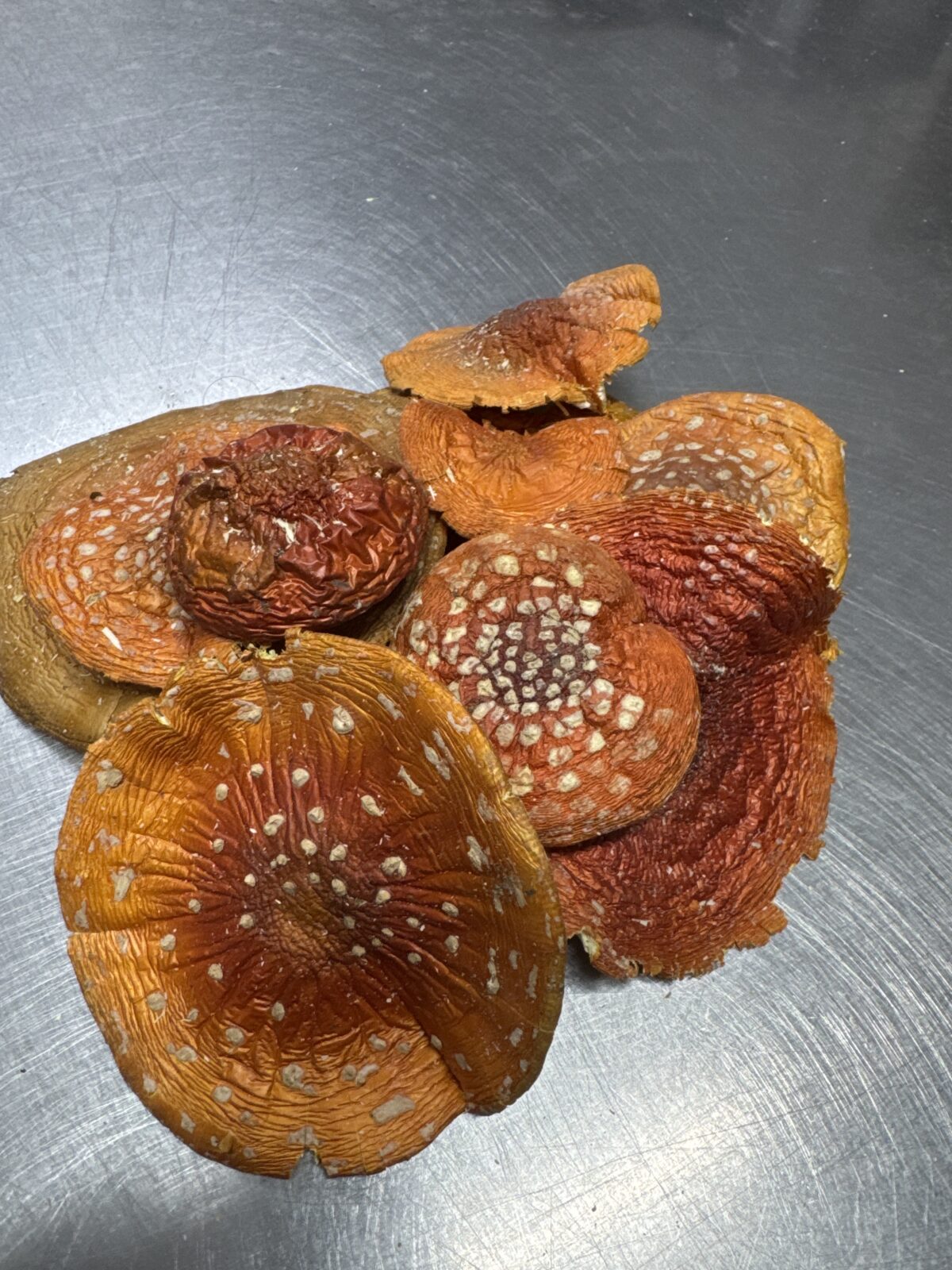 Roter Fliegenpilz Pulver 200g. (Ernte 2025)