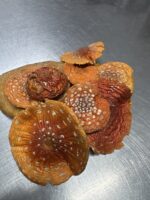 Roter Fliegenpilz Pulver 200g. (Ernte 2025)